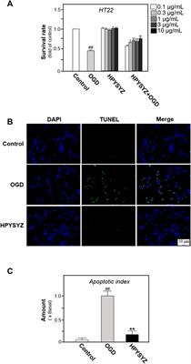 Chinese Medicine, Succinum, Ameliorates Cognitive Impairment of Carotid Artery Ligation Rats and Inhibits Apoptosis of HT22 Hippocampal Cells via Regulation of the GSK3β/β-Catenin Pathway